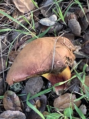 Suillellus amygdalinus