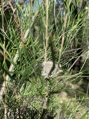 Isopogon dawsonii