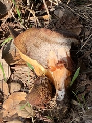 Suillellus amygdalinus