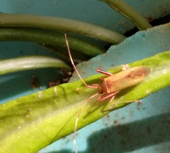 Creontiades rubrinervis