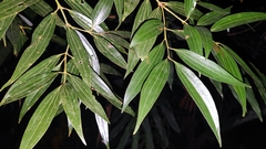 Cinnamomum heyneanum