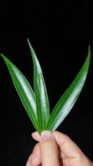 Cinnamomum heyneanum