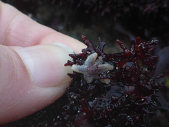 Leptasterias hexactis