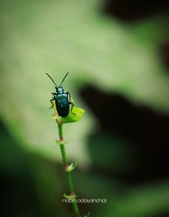 Lemini