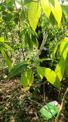 Colebrookea oppositifolia