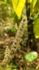 Colebrookea oppositifolia