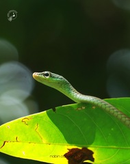 Dendrelaphis grandoculis