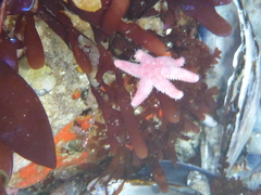 Leptasterias hexactis