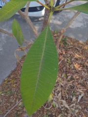 Rauvolfioideae