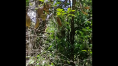 Macropygia phasianella