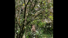 Macropygia phasianella