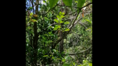 Macropygia phasianella