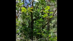 Macropygia phasianella