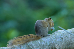 Callosciurus pygerythrus