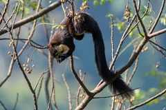 Ratufa bicolor