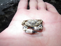 Lophopanopeus bellus