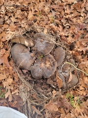 Entoloma ferruginans