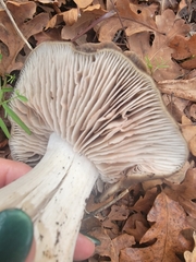 Entoloma ferruginans