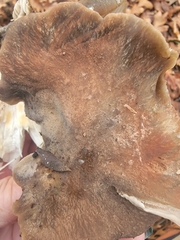 Entoloma ferruginans