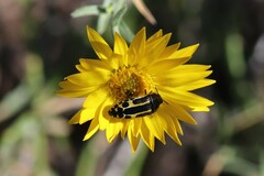 Acmaeodera scalaris