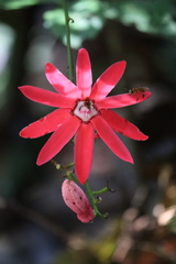 Passiflora glandulosa