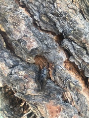 Chalcophora angulicollis