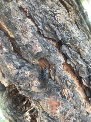 Chalcophora angulicollis