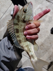 Orthopristis chrysoptera