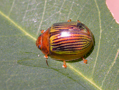 Paropsisterna basalis