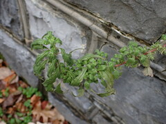 Parietaria pensylvanica