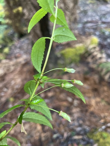 Image of Aristotelia peduncularis by (c) Matt Berger, some rights reserved (CC BY)