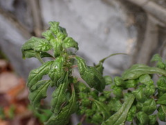 Parietaria pensylvanica