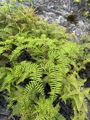 Gleichenia