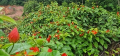 Passiflora coccinea