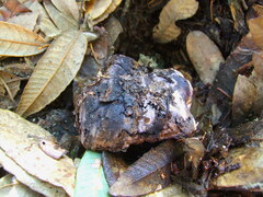 Hydnellum fuscoindicum