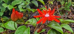 Passiflora coccinea