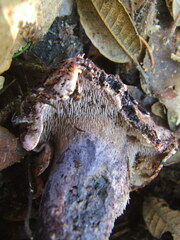 Hydnellum fuscoindicum