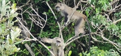 Cercopithecus mitis