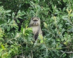 Cercopithecus mitis