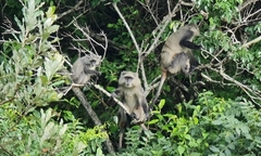 Cercopithecus mitis