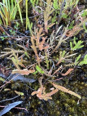 Selaginella uliginosa