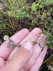 Boronia parviflora