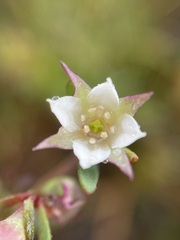 Boronia parviflora