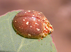 Paropsis geographica