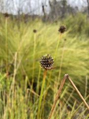 Umbrella plant (Gymnoschoenus)