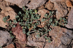 Euphorbia cinerascens