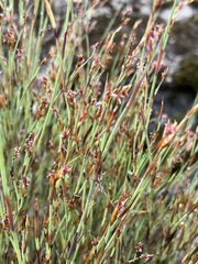None (Sporadanthus)