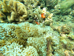 Amphiprion barberi