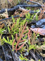 Selaginella uliginosa