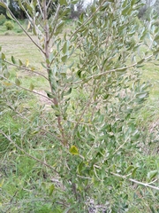 Olearia traversiorum